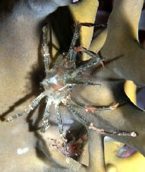 Crab taken at Ras Caty with E300. by Nikki Van Veelen 